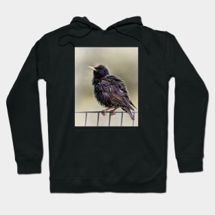 Starling Hoodie